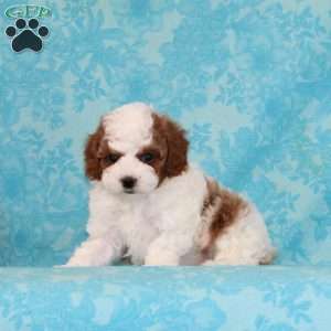 Salted Carmel, Cavapoo Puppy